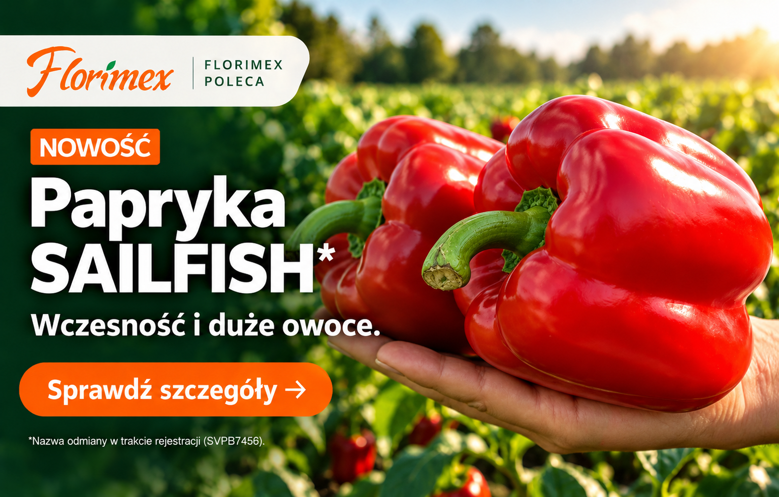 Nowa odmiana papryki Sailfish F1– tylko w ofercie Florimex